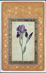 Iris Bleu, 1663-64